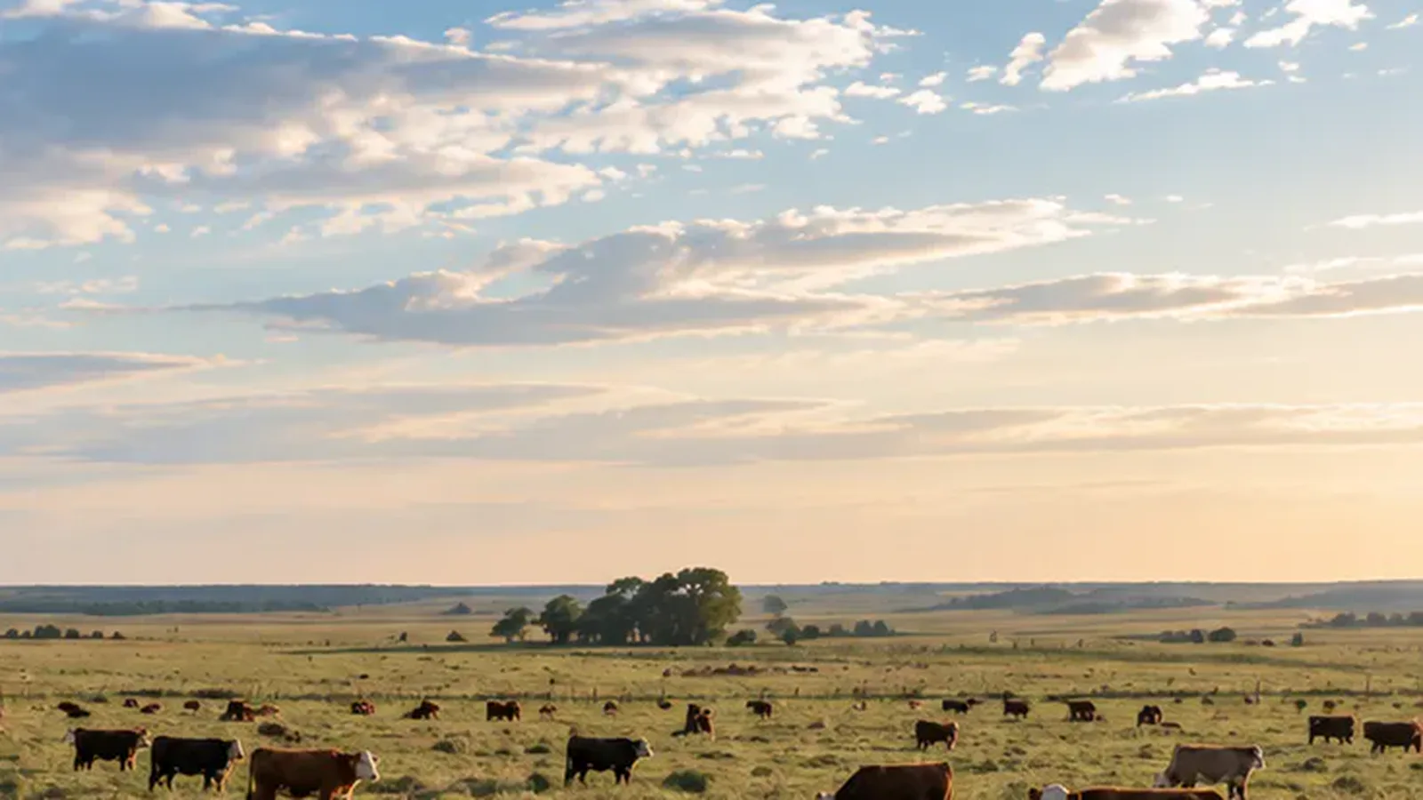 Vista amplia de un campo con hacienda dispersa, cielo grande, sin nadie a la vista.