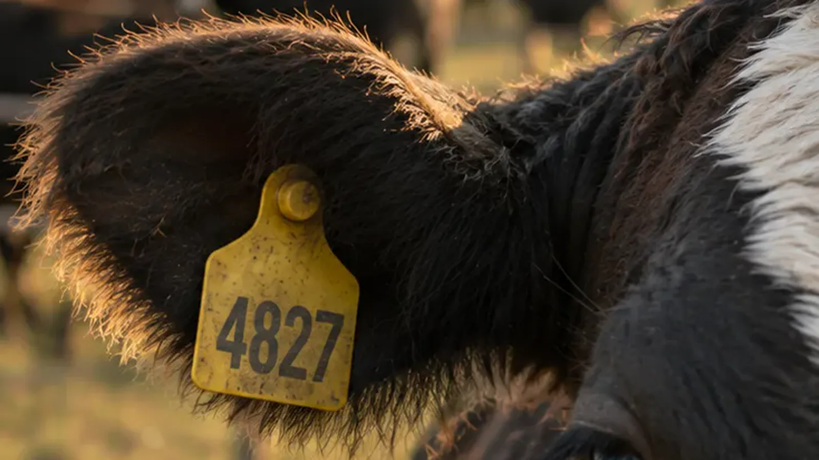 Primer plano de una caravana amarilla en la oreja de una vaca, con el rodeo desenfocado atrás.