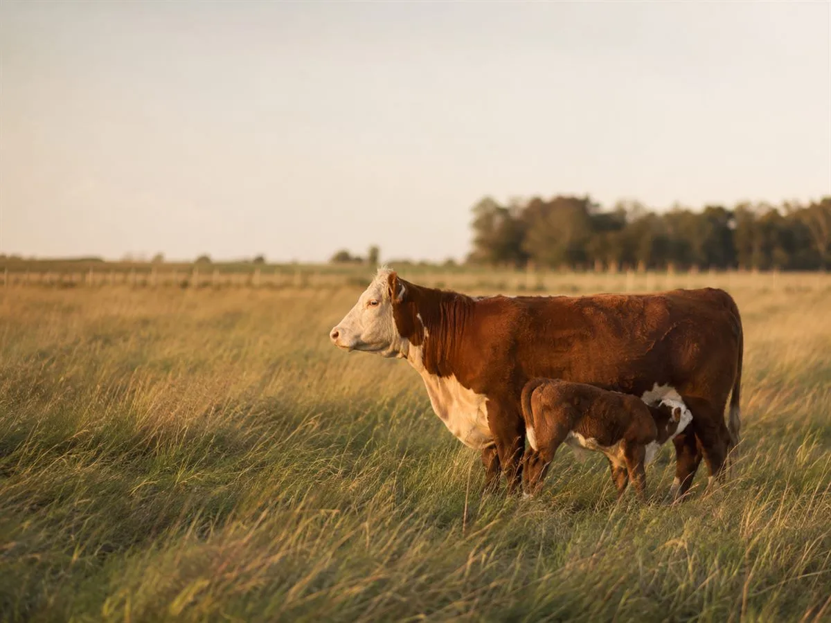 Una vaca con su ternero mamando, en un pastizal alto al atardecer