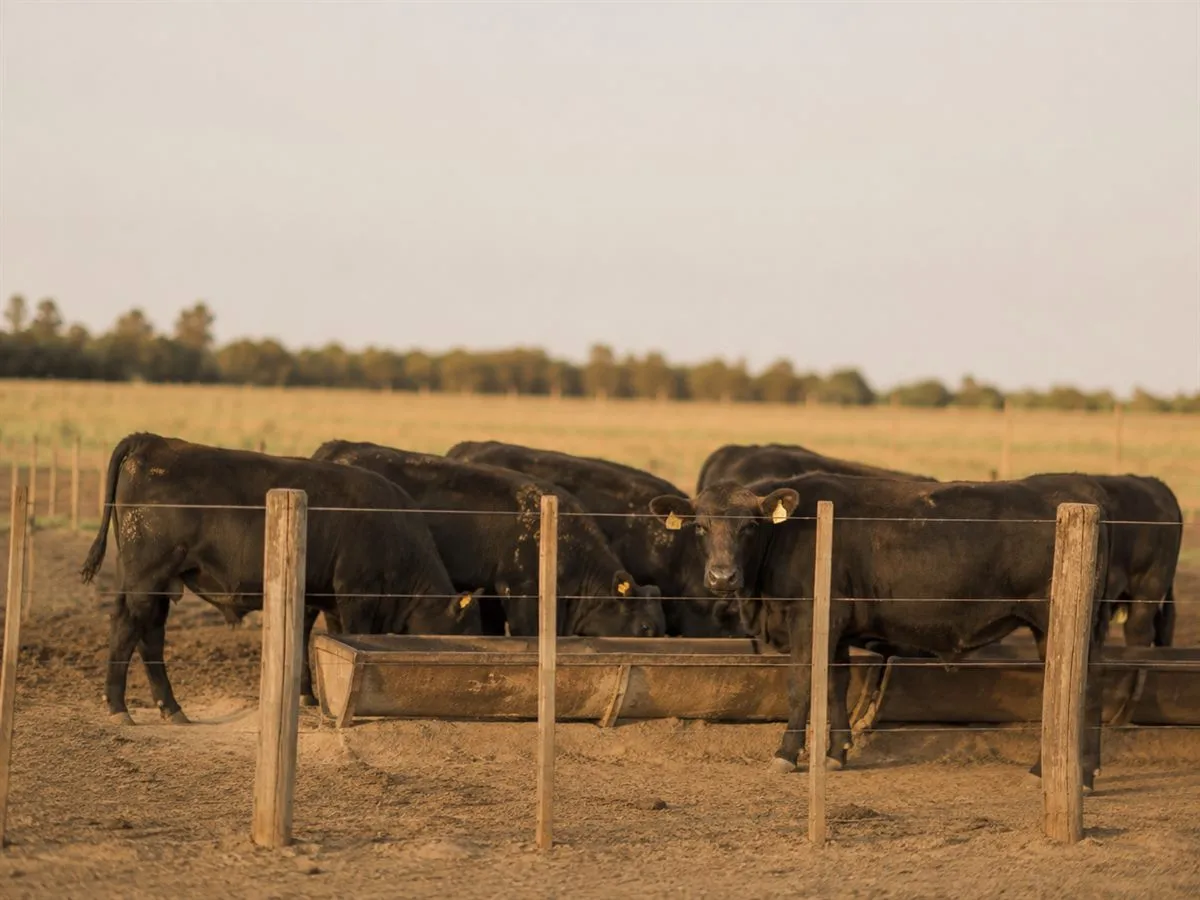 Novillos negros comiendo del comedero en un corral